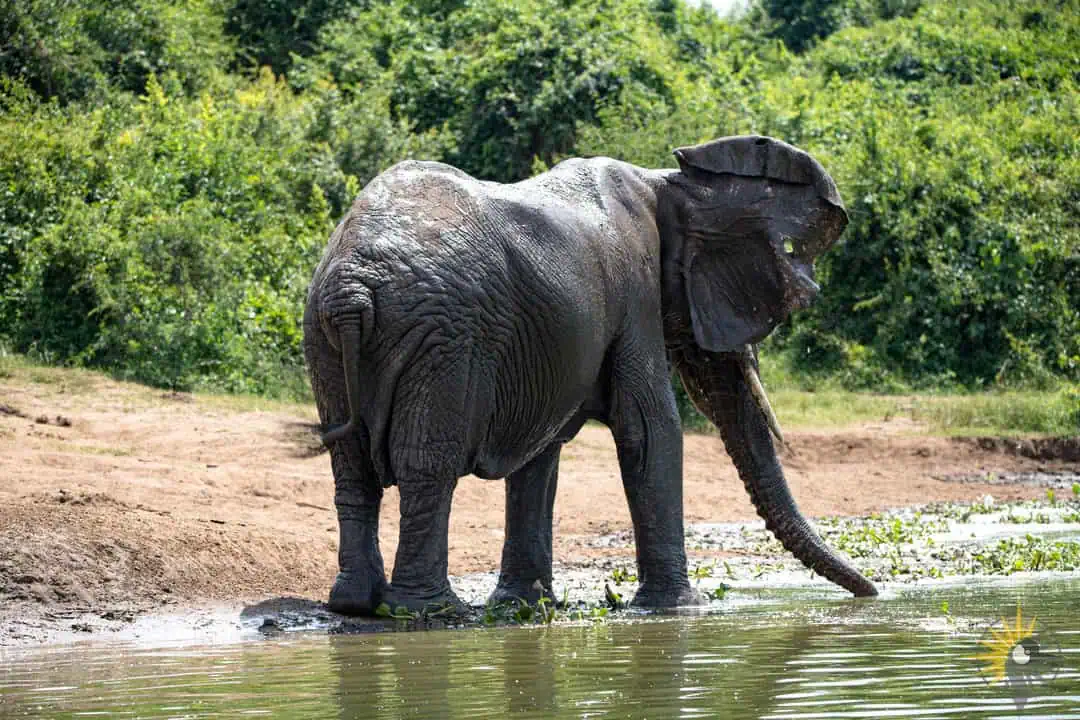 african elephant at kazinga channel